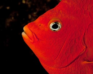 Garibaldi