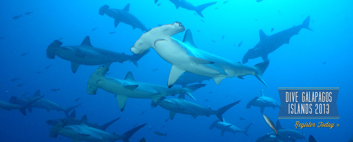 galapagos